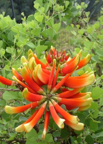 Erythrina
